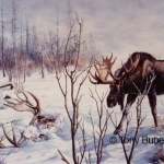Painting by Tony Bubenik of an ecounter he witnessed. The bull is surprised to see the skull and antlers of a bull in the snow.