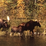 A bull, cow and calf during the rutting season