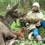 Tatiana Minaeva and a Kostroma moose cow with calf