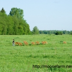 Early morning run for calves at Kostroma moose farm