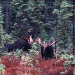 Two moose bulls just after competition encounter. The loser (at right) has turned away.
