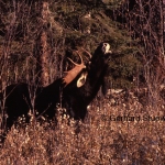 Flehmen behaviour of a bull moose during the rut