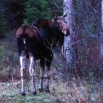 White vulval patch on cow moose is distinctive
