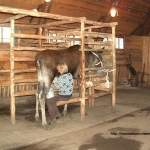 Hand milking at the Kostroma moose farm