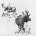 Tony Bubenik uses a low-ranked dummy head to guage the role of antlers during the rut. Story in book