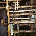 Machine milking at Kostroma moose farm