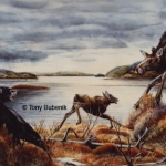 Painting by Tony Bubenik of an encounter between a black bear and a moose cow and calf. In some areas bears take 80% of the calf crop.