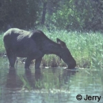 Moose cow drinking in the Kingsmere river. Photo taken at about 20 metres with 55mm lens, no cropping.