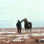 Moose walking - the approach