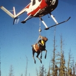 Moose weighing
