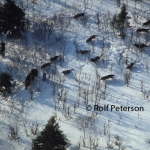 moose cow being chased by wolves on Isle Royale. She ran them for a mile and then drove them off.