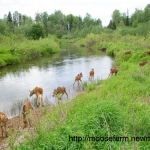 Daily swim time for moose calves at Kostroma