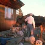 Miles Smeeton grooming a moose